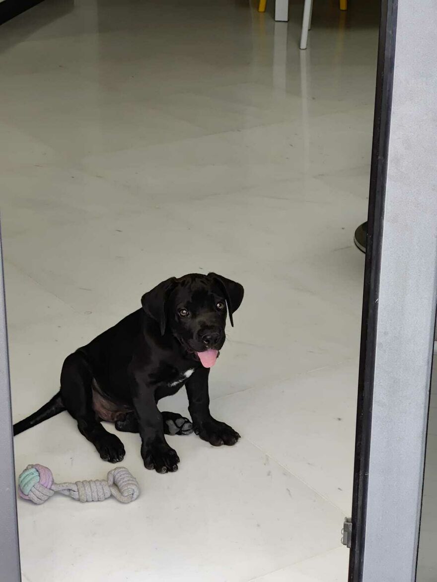 Hey Pandas, Post A Picture Of Your Pet Pulling Its Silliest Face (Closed) Hey Pandas, Post A Picture Of Your Pet Pulling Its Silliest Face (Closed)