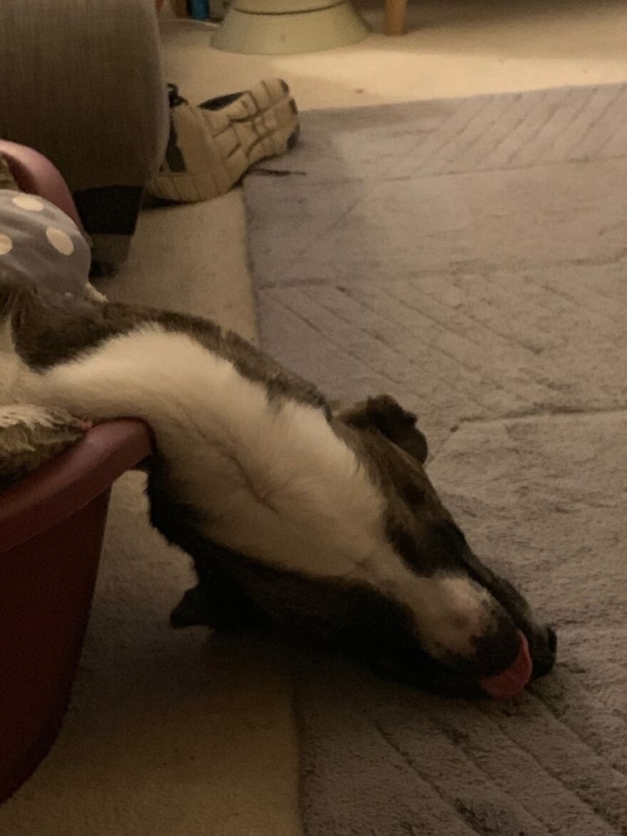 Hey Pandas, Post A Picture Of Your Pet Pulling Its Silliest Face (Closed) Hey Pandas, Post A Picture Of Your Pet Pulling Its Silliest Face (Closed)