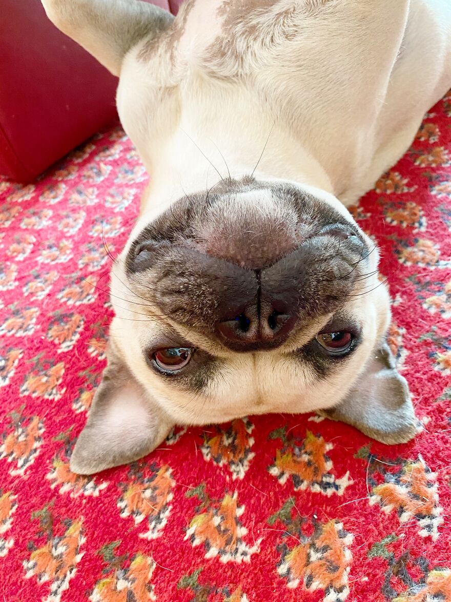 Hey Pandas, Post A Picture Of Your Pet Pulling Its Silliest Face (Closed) Hey Pandas, Post A Picture Of Your Pet Pulling Its Silliest Face (Closed)