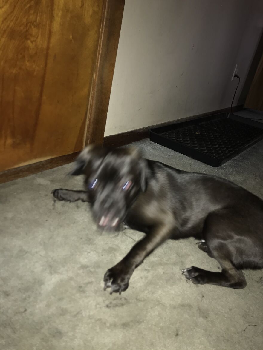 Hey Pandas, Post A Picture Of Your Pet Pulling Its Silliest Face (Closed) Hey Pandas, Post A Picture Of Your Pet Pulling Its Silliest Face (Closed)