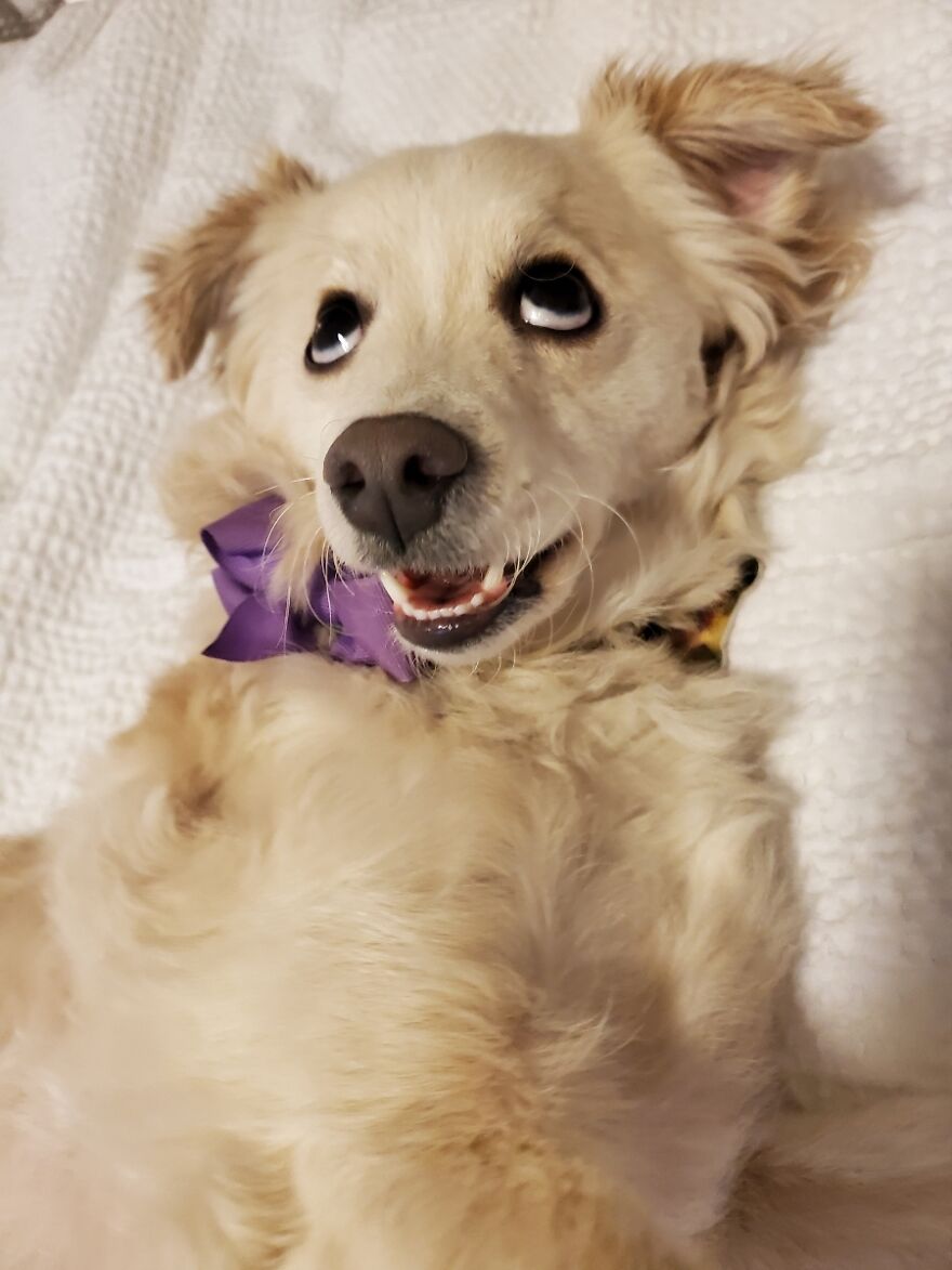 Hey Pandas, Post A Picture Of Your Pet Pulling Its Silliest Face (Closed) Hey Pandas, Post A Picture Of Your Pet Pulling Its Silliest Face (Closed)