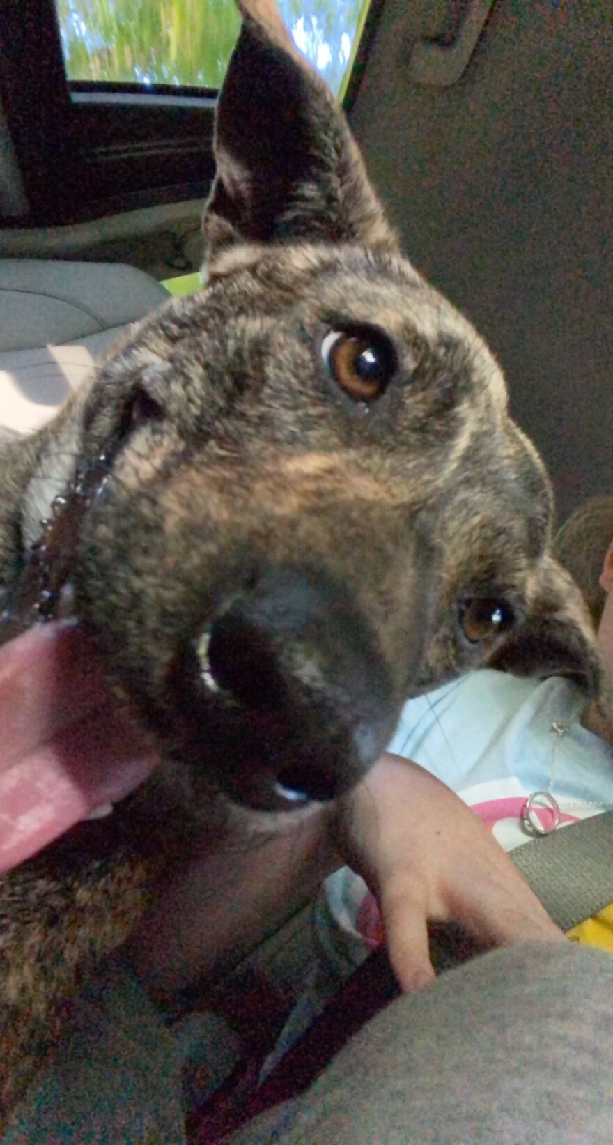 Hey Pandas, Post A Picture Of Your Pet Pulling Its Silliest Face (Closed) Hey Pandas, Post A Picture Of Your Pet Pulling Its Silliest Face (Closed)