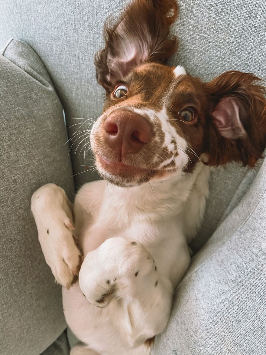 Hey Pandas, Post A Picture Of Your Pet Pulling Its Silliest Face (Closed) Hey Pandas, Post A Picture Of Your Pet Pulling Its Silliest Face (Closed)