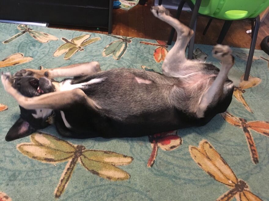 Hey Pandas, Post A Picture Of Your Pet Pulling Its Silliest Face (Closed) Hey Pandas, Post A Picture Of Your Pet Pulling Its Silliest Face (Closed)