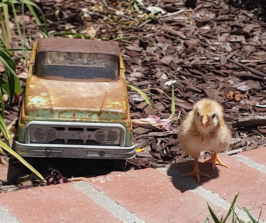 Hey Pandas, Post A Picture Of Your Pet Pulling Its Silliest Face (Closed) Hey Pandas, Post A Picture Of Your Pet Pulling Its Silliest Face (Closed)