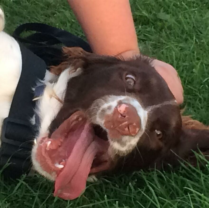 Hey Pandas, Post A Picture Of Your Pet Pulling Its Silliest Face (Closed) Hey Pandas, Post A Picture Of Your Pet Pulling Its Silliest Face (Closed)