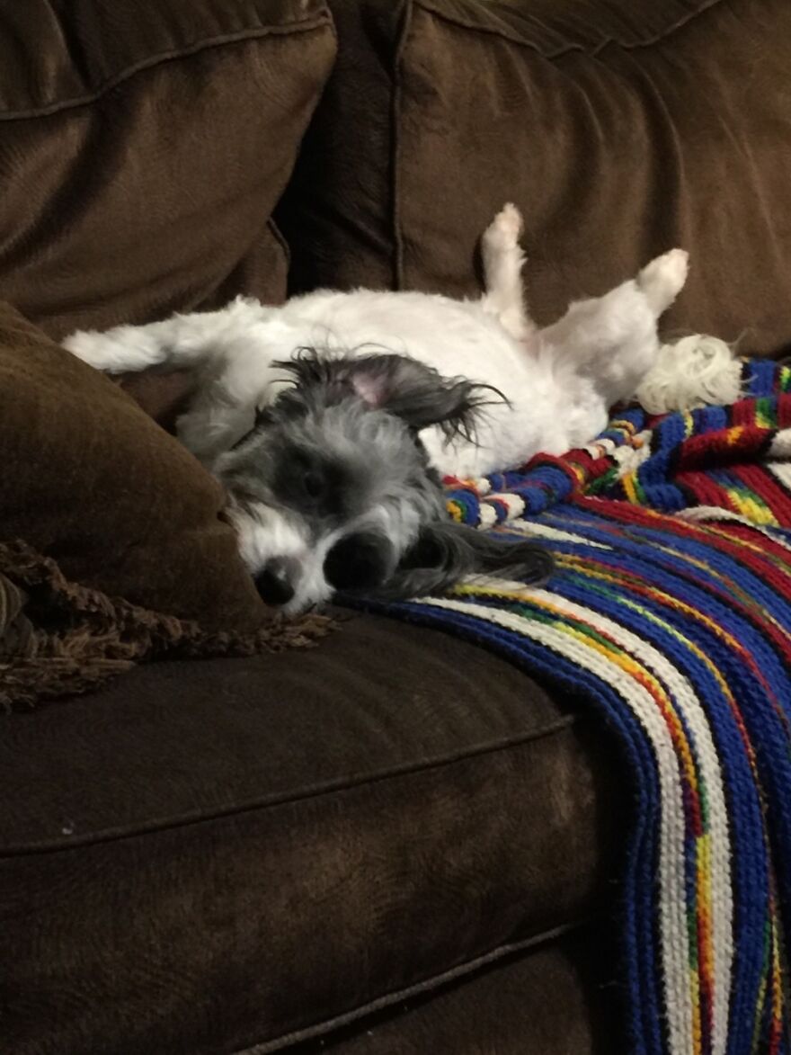 Hey Pandas, Post A Picture Of Your Pet Pulling Its Silliest Face (Closed) Hey Pandas, Post A Picture Of Your Pet Pulling Its Silliest Face (Closed)