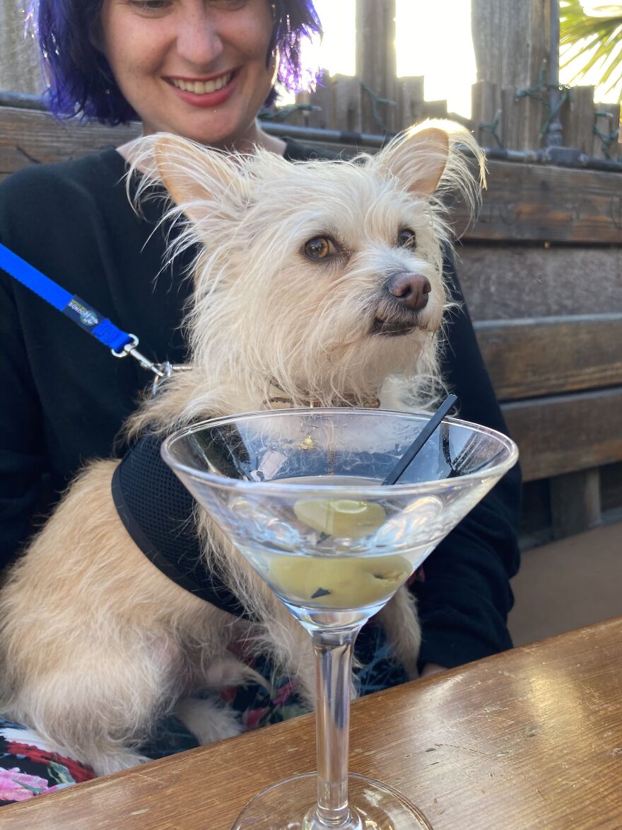 Hey Pandas, Post A Picture Of Your Pet Pulling Its Silliest Face (Closed) Hey Pandas, Post A Picture Of Your Pet Pulling Its Silliest Face (Closed)