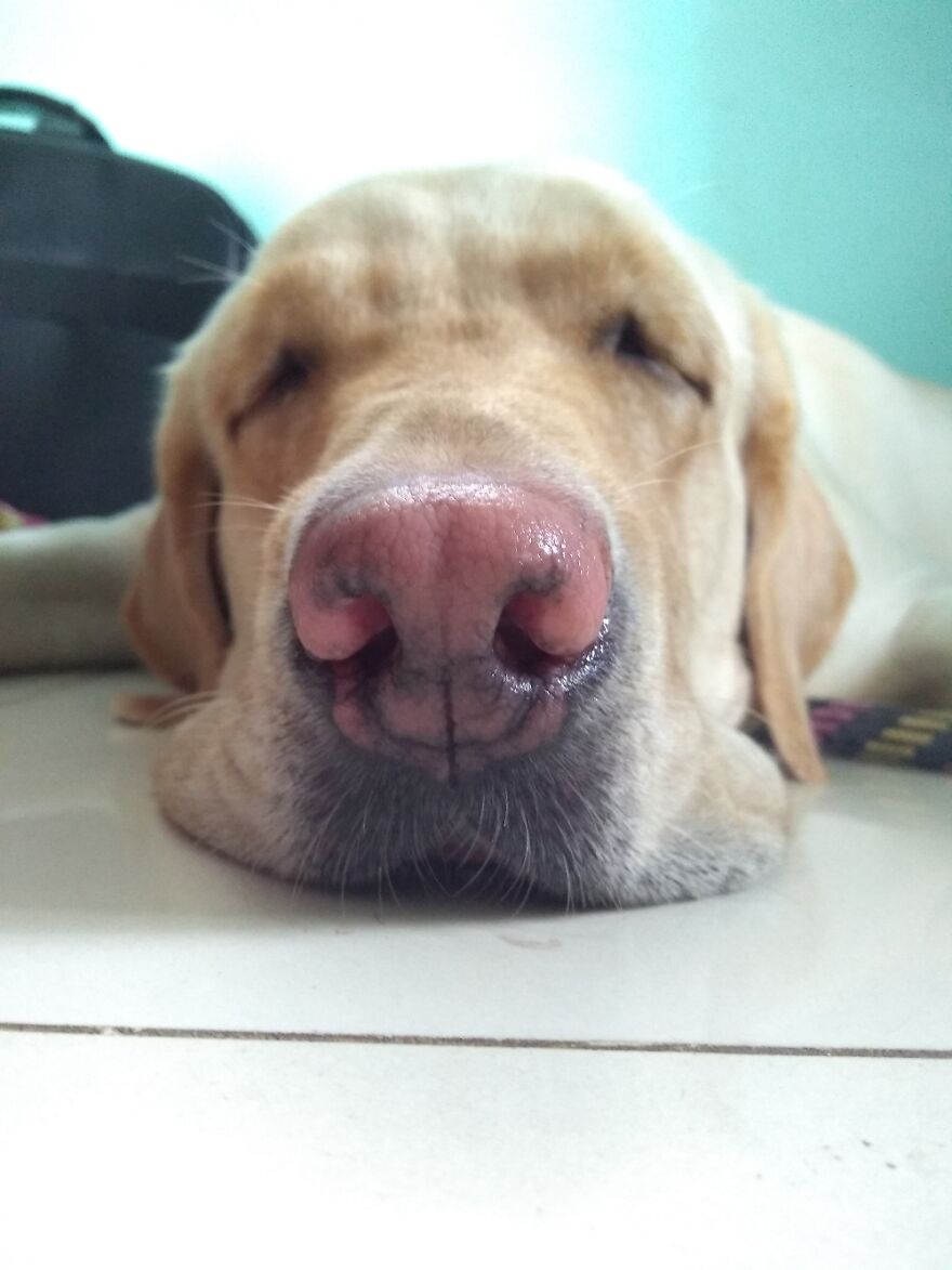 Hey Pandas, Post A Picture Of Your Pet Pulling Its Silliest Face (Closed) Hey Pandas, Post A Picture Of Your Pet Pulling Its Silliest Face (Closed)