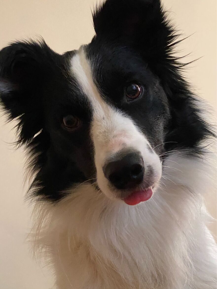 Hey Pandas, Post A Picture Of Your Pet Pulling Its Silliest Face (Closed) Hey Pandas, Post A Picture Of Your Pet Pulling Its Silliest Face (Closed)