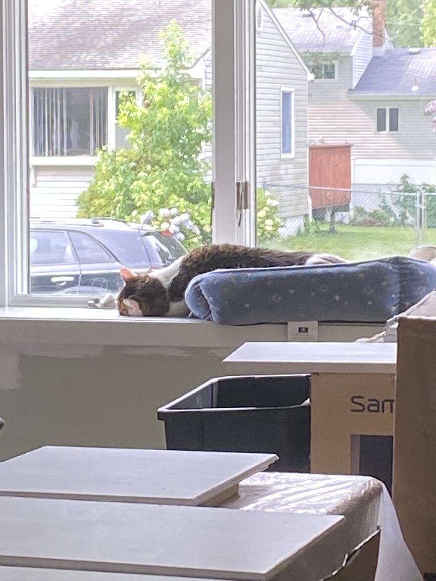 Hey Pandas, Post A Picture Of Your Pet Pulling Its Silliest Face (Closed) Hey Pandas, Post A Picture Of Your Pet Pulling Its Silliest Face (Closed)