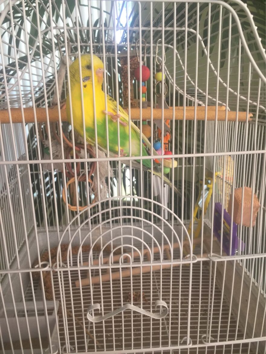 Hey Pandas, Post A Picture Of Your Pet Pulling Its Silliest Face (Closed) Hey Pandas, Post A Picture Of Your Pet Pulling Its Silliest Face (Closed)