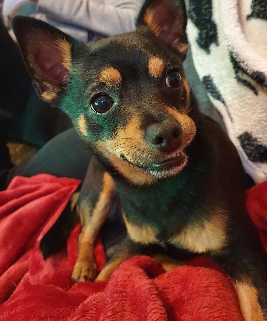 Hey Pandas, Post A Picture Of Your Pet Pulling Its Silliest Face (Closed) Hey Pandas, Post A Picture Of Your Pet Pulling Its Silliest Face (Closed)