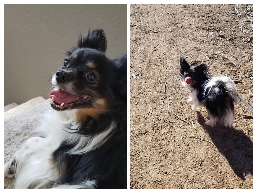 Hey Pandas, Post A Picture Of Your Pet Pulling Its Silliest Face (Closed) Hey Pandas, Post A Picture Of Your Pet Pulling Its Silliest Face (Closed)