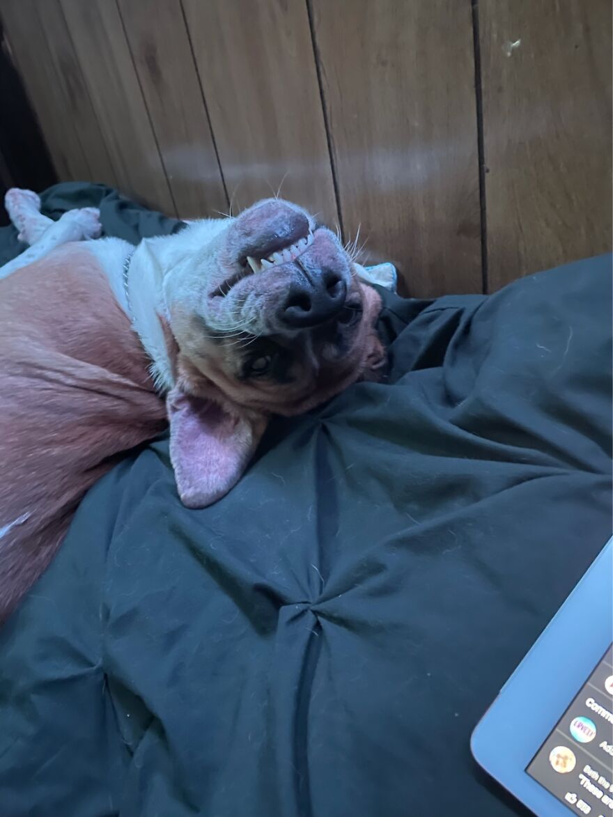 Hey Pandas, Post A Picture Of Your Pet Pulling Its Silliest Face (Closed) Hey Pandas, Post A Picture Of Your Pet Pulling Its Silliest Face (Closed)