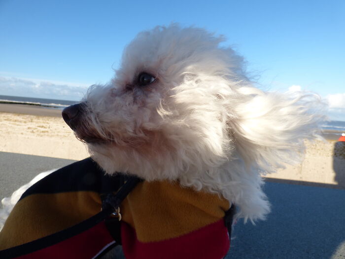 Hey Pandas, Try To Make Your Pet Pose For A Photo (Closed) Hey Pandas, Try To Make Your Pet Pose For A Photo (Closed)