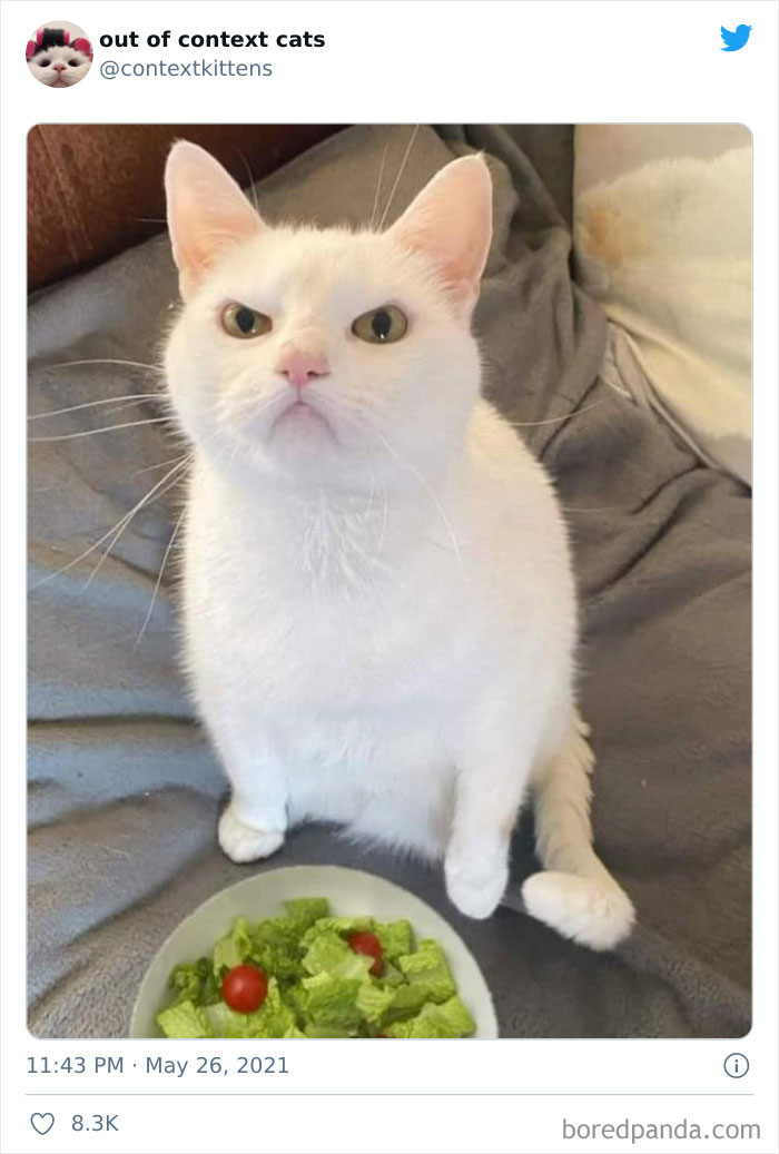 The “Out Of Context Cats” Twitter Page Shares Cat Pics That Give Off Confusing Energy (50 Pics) The “Out Of Context Cats” Twitter Page Shares Cat Pics That Give Off Confusing Energy (50 Pics)
