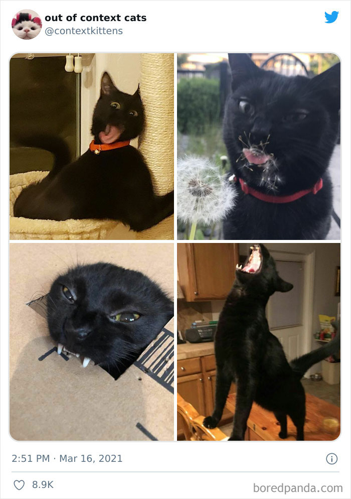 The “Out Of Context Cats” Twitter Page Shares Cat Pics That Give Off Confusing Energy (50 Pics) The “Out Of Context Cats” Twitter Page Shares Cat Pics That Give Off Confusing Energy (50 Pics)
