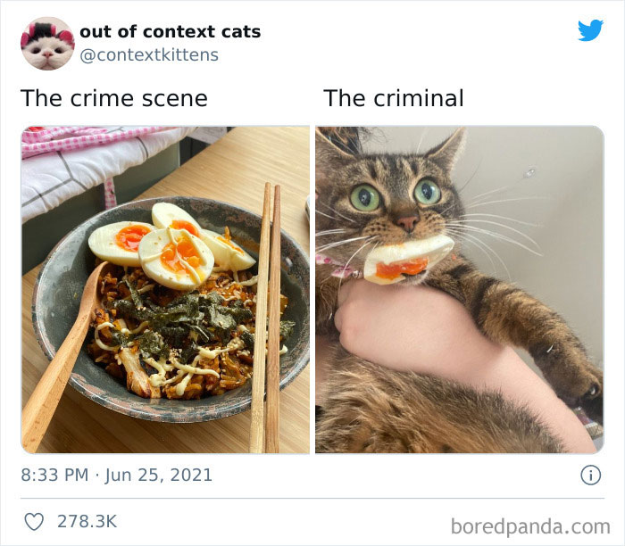 The “Out Of Context Cats” Twitter Page Shares Cat Pics That Give Off Confusing Energy (50 Pics) The “Out Of Context Cats” Twitter Page Shares Cat Pics That Give Off Confusing Energy (50 Pics)