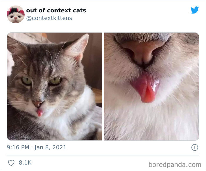 The “Out Of Context Cats” Twitter Page Shares Cat Pics That Give Off Confusing Energy (50 Pics) The “Out Of Context Cats” Twitter Page Shares Cat Pics That Give Off Confusing Energy (50 Pics)