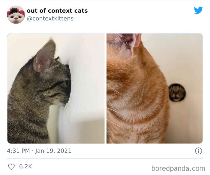The “Out Of Context Cats” Twitter Page Shares Cat Pics That Give Off Confusing Energy (50 Pics) The “Out Of Context Cats” Twitter Page Shares Cat Pics That Give Off Confusing Energy (50 Pics)