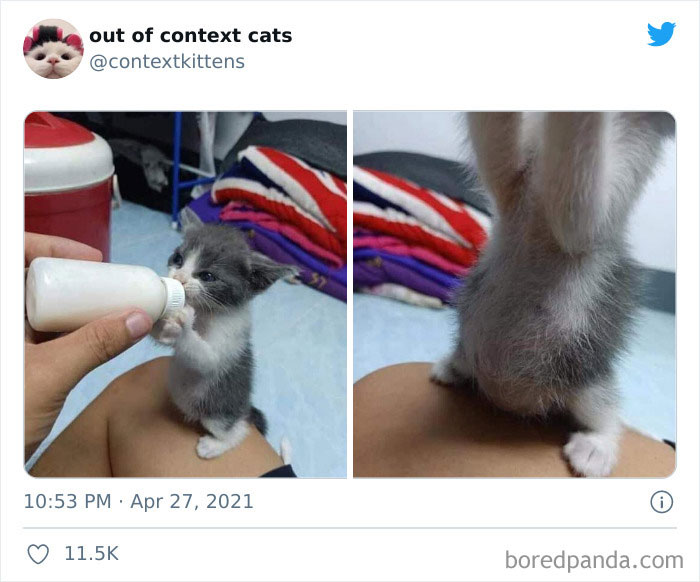 The “Out Of Context Cats” Twitter Page Shares Cat Pics That Give Off Confusing Energy (50 Pics) The “Out Of Context Cats” Twitter Page Shares Cat Pics That Give Off Confusing Energy (50 Pics)