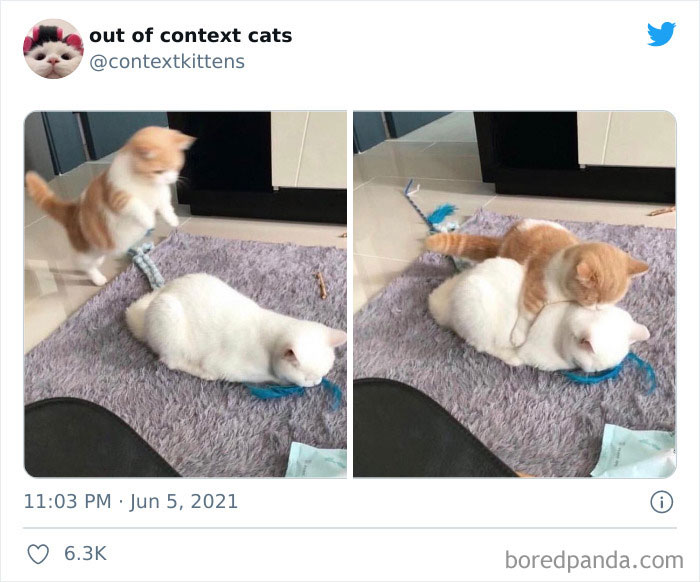 The “Out Of Context Cats” Twitter Page Shares Cat Pics That Give Off Confusing Energy (50 Pics) The “Out Of Context Cats” Twitter Page Shares Cat Pics That Give Off Confusing Energy (50 Pics)