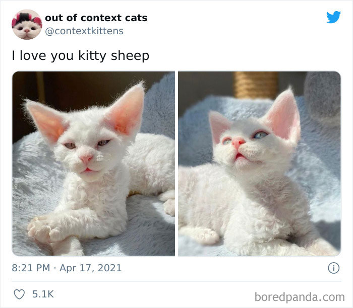 The “Out Of Context Cats” Twitter Page Shares Cat Pics That Give Off Confusing Energy (50 Pics) The “Out Of Context Cats” Twitter Page Shares Cat Pics That Give Off Confusing Energy (50 Pics)