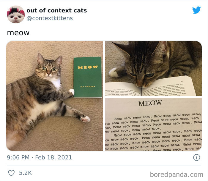 The “Out Of Context Cats” Twitter Page Shares Cat Pics That Give Off Confusing Energy (50 Pics) The “Out Of Context Cats” Twitter Page Shares Cat Pics That Give Off Confusing Energy (50 Pics)