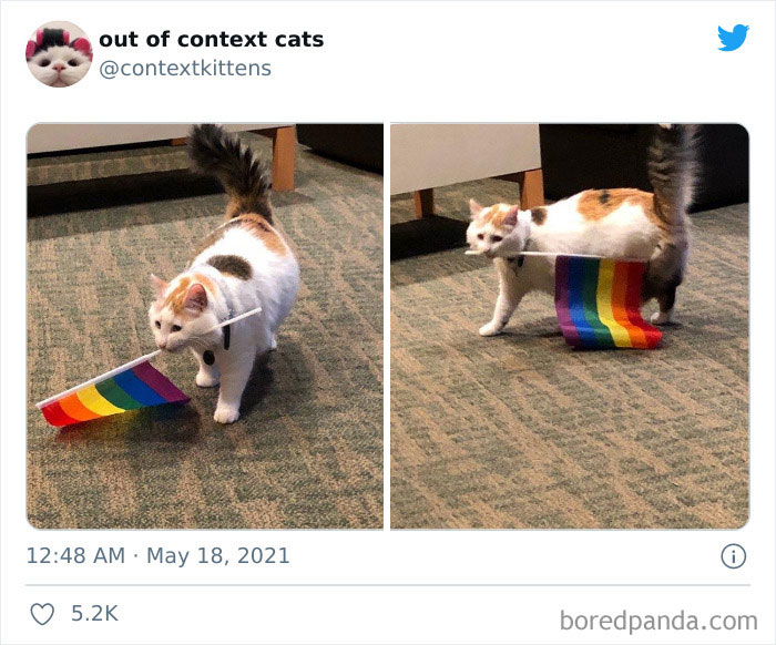 The “Out Of Context Cats” Twitter Page Shares Cat Pics That Give Off Confusing Energy (50 Pics) The “Out Of Context Cats” Twitter Page Shares Cat Pics That Give Off Confusing Energy (50 Pics)