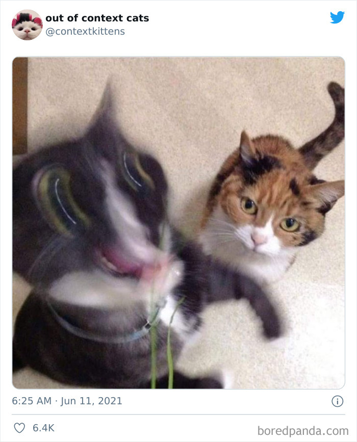 The “Out Of Context Cats” Twitter Page Shares Cat Pics That Give Off Confusing Energy (50 Pics) The “Out Of Context Cats” Twitter Page Shares Cat Pics That Give Off Confusing Energy (50 Pics)