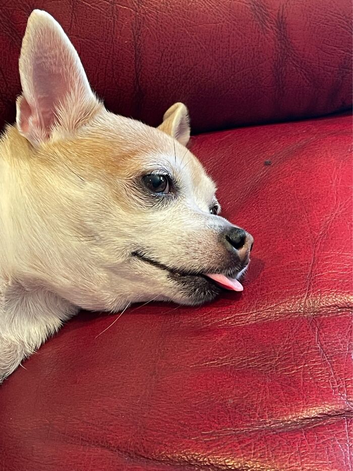 Hey Pandas, Show Us Your Oddest Pet Hey Pandas, Show Us Your Oddest Pet