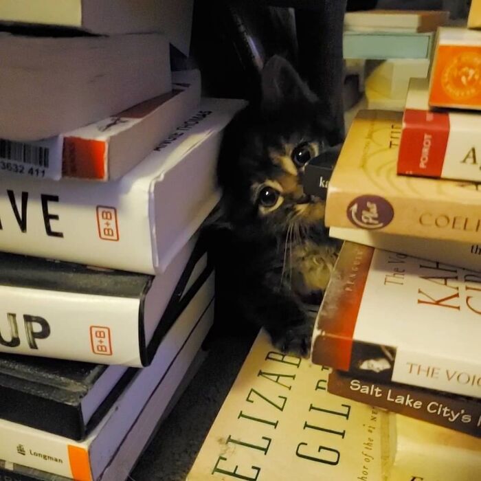 50 Adorable Pics Of These Pets That Found A Loving Home (June Edition) 50 Adorable Pics Of These Pets That Found A Loving Home (June Edition)