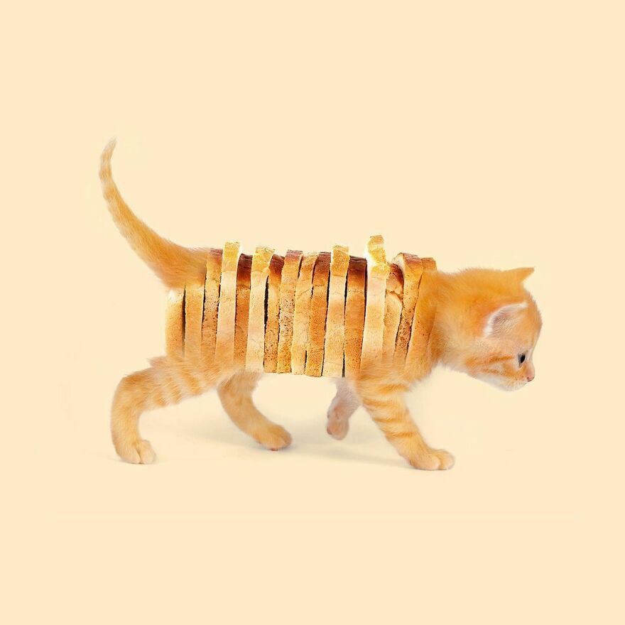 100 Photo Manipulations Of Animals Photoshopped Into The Most Random Things By Les Creatonautes 100 Photo Manipulations Of Animals Photoshopped Into The Most Random Things By Les Creatonautes