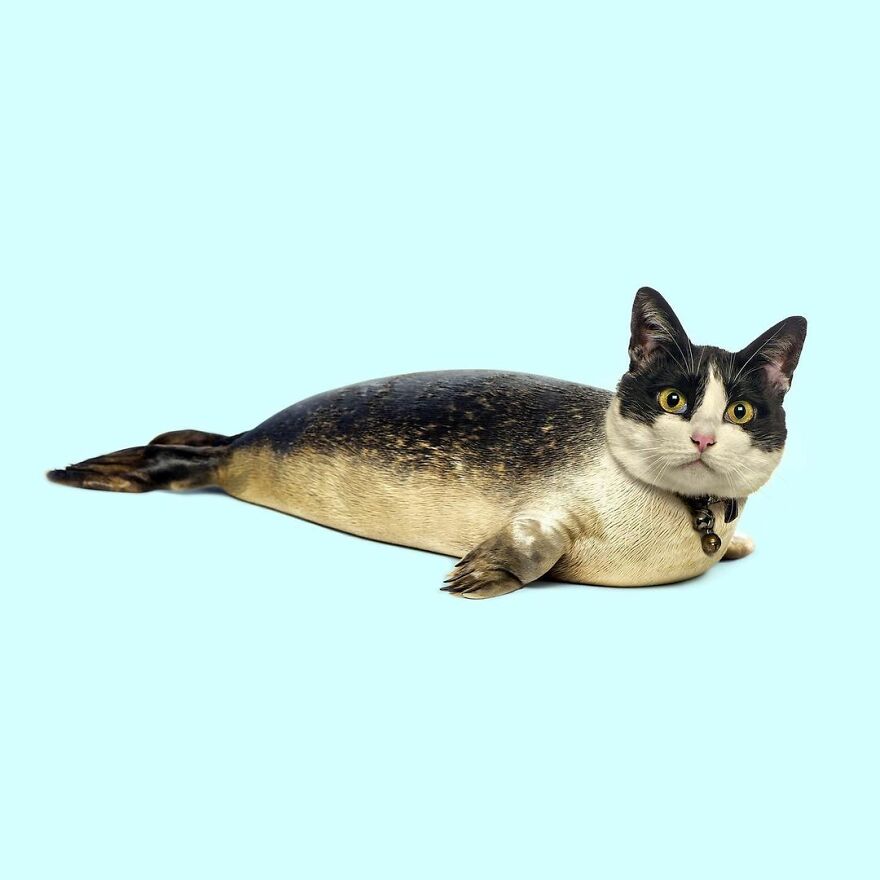 100 Photo Manipulations Of Animals Photoshopped Into The Most Random Things By Les Creatonautes 100 Photo Manipulations Of Animals Photoshopped Into The Most Random Things By Les Creatonautes