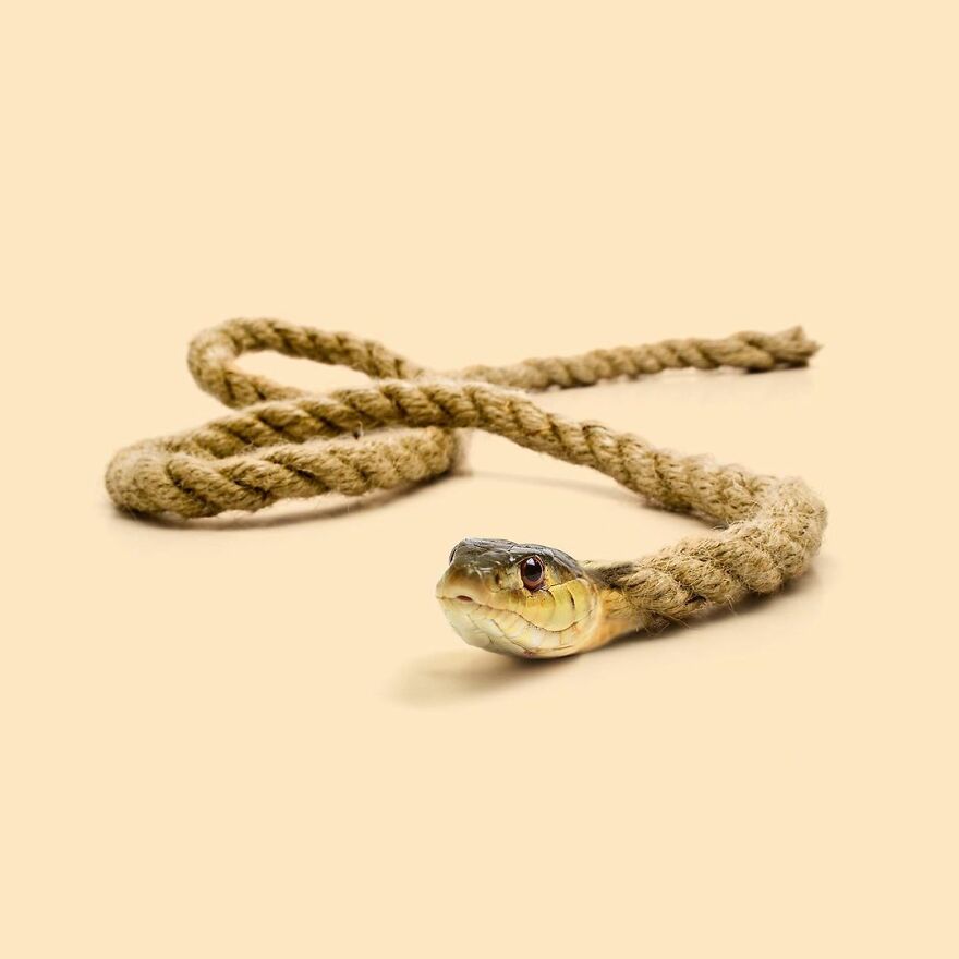 100 Photo Manipulations Of Animals Photoshopped Into The Most Random Things By Les Creatonautes 100 Photo Manipulations Of Animals Photoshopped Into The Most Random Things By Les Creatonautes