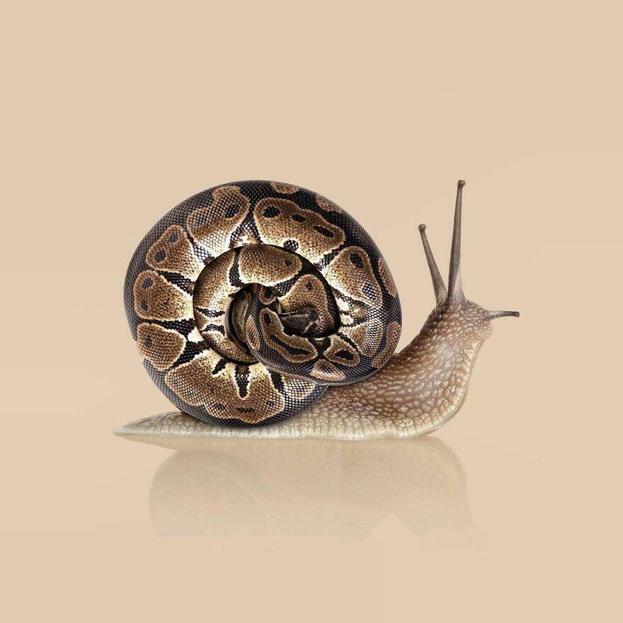 100 Photo Manipulations Of Animals Photoshopped Into The Most Random Things By Les Creatonautes 100 Photo Manipulations Of Animals Photoshopped Into The Most Random Things By Les Creatonautes