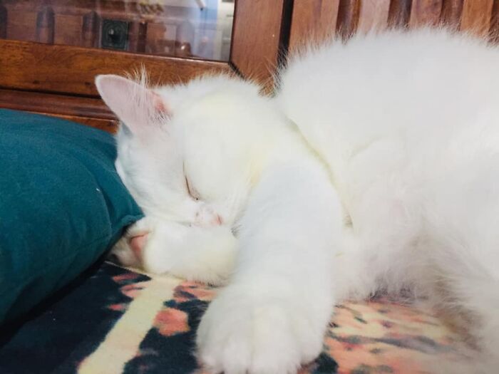 Woman Saved A Wounded Kitten From The Streets And Gave Her A Loving Home Woman Saved A Wounded Kitten From The Streets And Gave Her A Loving Home