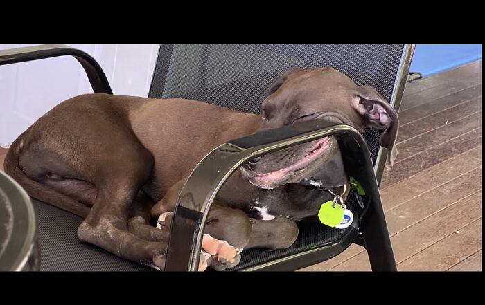 Hey Pandas, Share A Photo Of Your Pet That Is Rather Unflattering Hey Pandas, Share A Photo Of Your Pet That Is Rather Unflattering