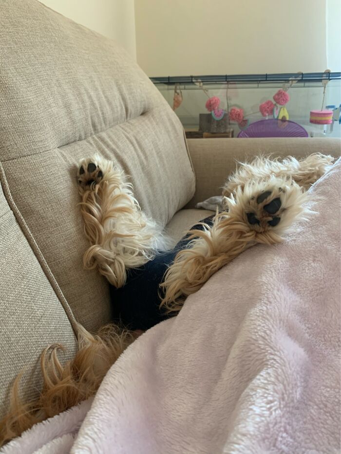 Hey Pandas, Share A Photo Of Your Pet That Is Rather Unflattering Hey Pandas, Share A Photo Of Your Pet That Is Rather Unflattering