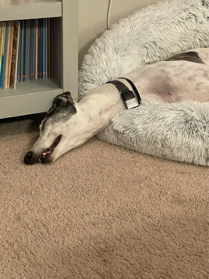 Hey Pandas, Share A Photo Of Your Pet That Is Rather Unflattering Hey Pandas, Share A Photo Of Your Pet That Is Rather Unflattering