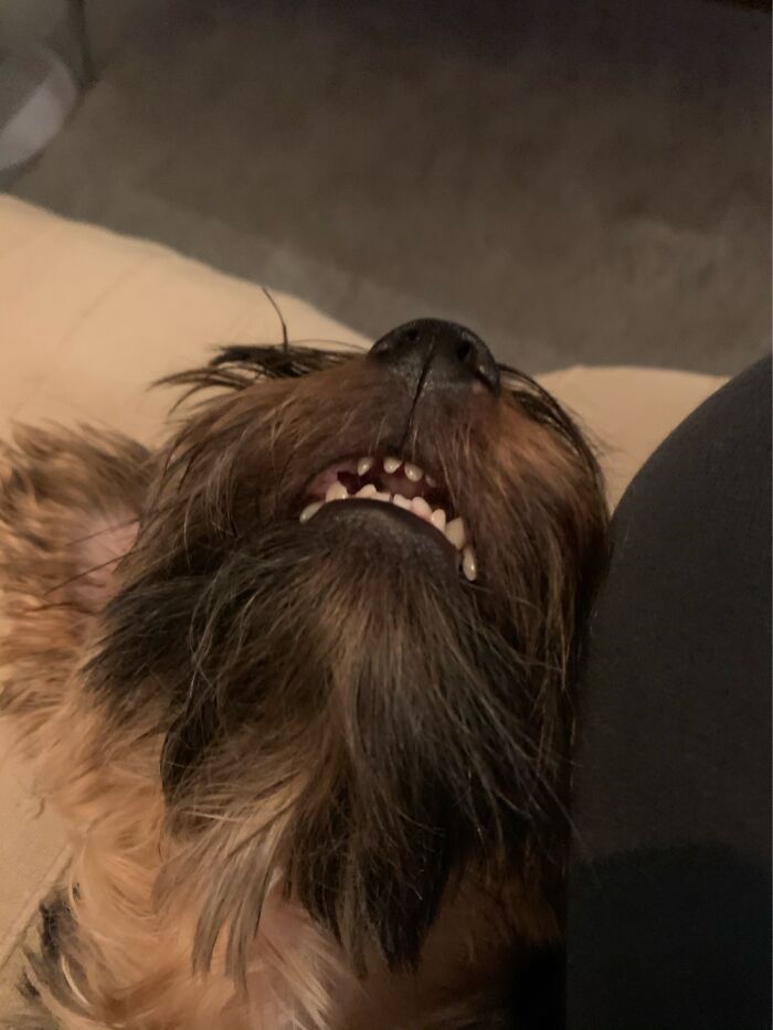 Hey Pandas, Share A Photo Of Your Pet That Is Rather Unflattering Hey Pandas, Share A Photo Of Your Pet That Is Rather Unflattering