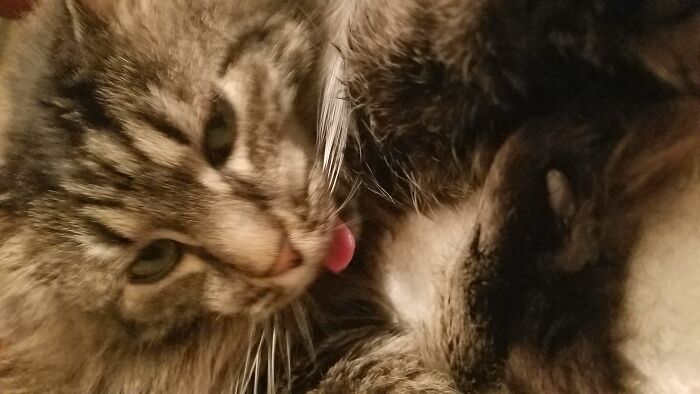 Hey Pandas, Share A Photo Of Your Pet That Is Rather Unflattering Hey Pandas, Share A Photo Of Your Pet That Is Rather Unflattering