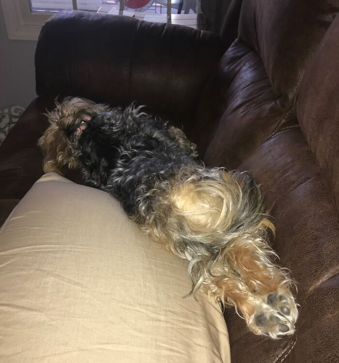 Hey Pandas, Share A Photo Of Your Pet That Is Rather Unflattering Hey Pandas, Share A Photo Of Your Pet That Is Rather Unflattering