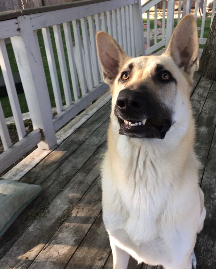 Hey Pandas, Share A Photo Of Your Pet That Is Rather Unflattering Hey Pandas, Share A Photo Of Your Pet That Is Rather Unflattering