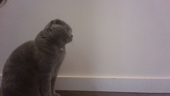 Hey Pandas, Share A Photo Of Your Pet That Is Rather Unflattering Hey Pandas, Share A Photo Of Your Pet That Is Rather Unflattering