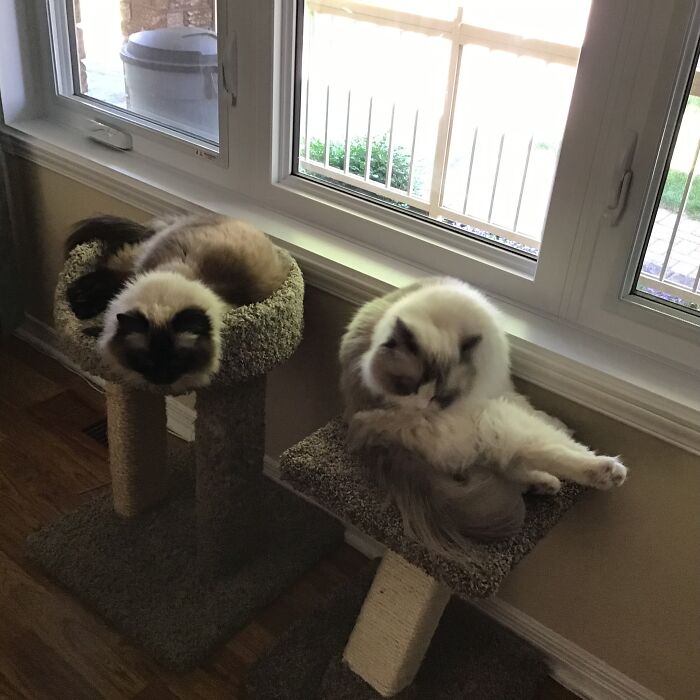 Hey Pandas, Share A Photo Of Your Pet That Is Rather Unflattering Hey Pandas, Share A Photo Of Your Pet That Is Rather Unflattering