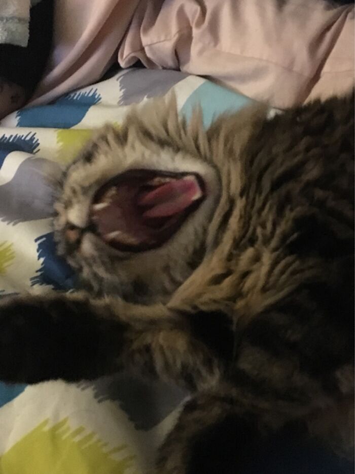 Hey Pandas, Share A Photo Of Your Pet That Is Rather Unflattering Hey Pandas, Share A Photo Of Your Pet That Is Rather Unflattering