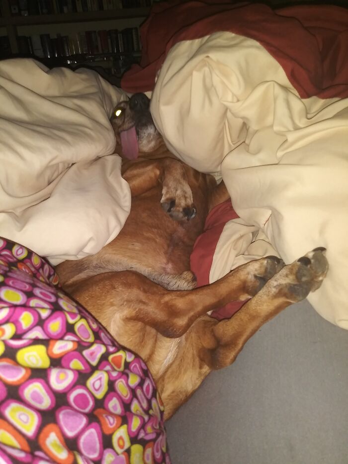 Hey Pandas, Share A Photo Of Your Pet That Is Rather Unflattering Hey Pandas, Share A Photo Of Your Pet That Is Rather Unflattering