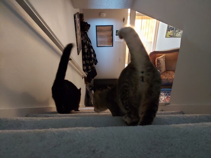 Hey Pandas, Share A Photo Of Your Pet That Is Rather Unflattering Hey Pandas, Share A Photo Of Your Pet That Is Rather Unflattering